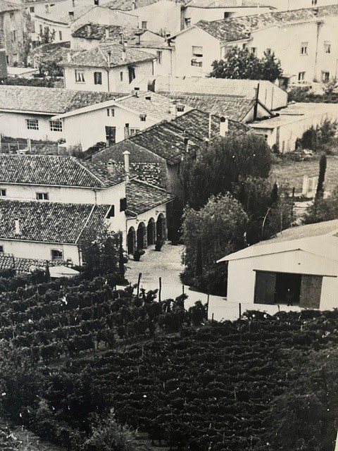 Historická fotografia vinárstva Colutta
